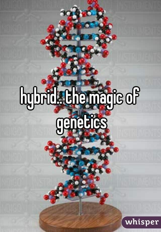 hybrid.. the magic of genetics
