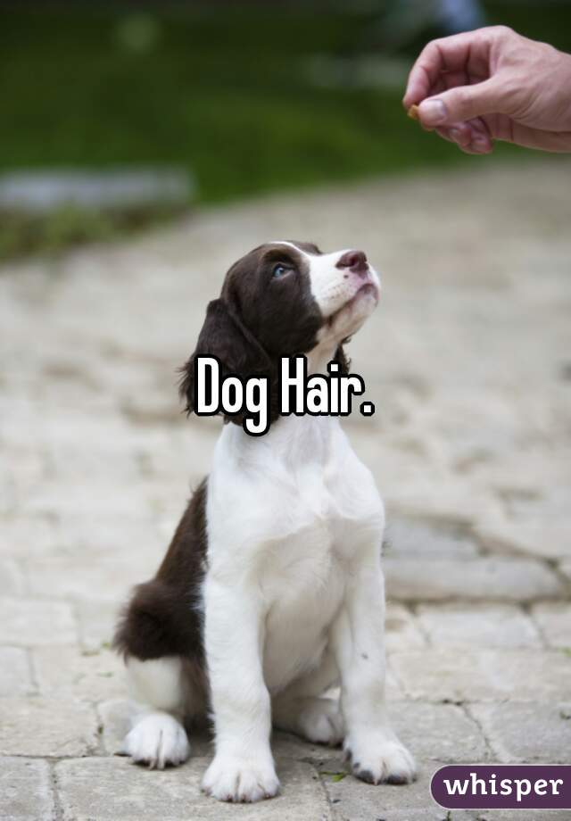 Dog Hair.