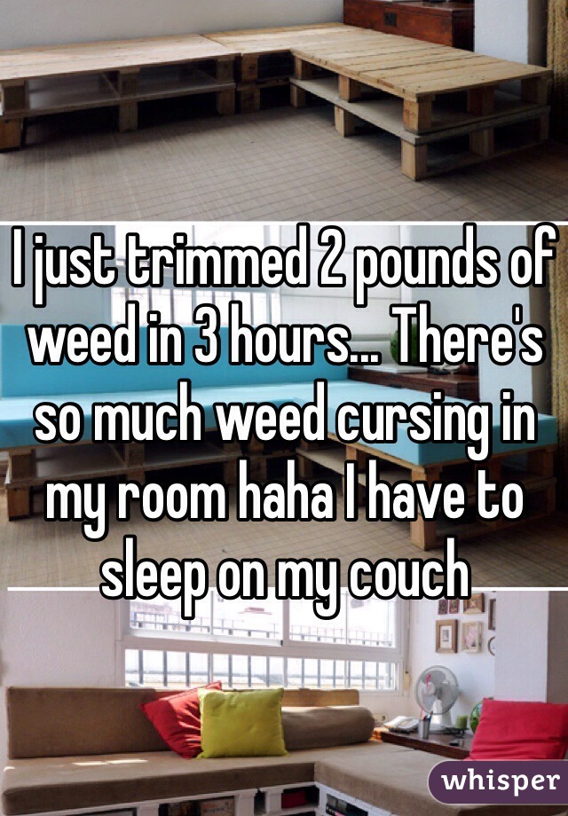 I just trimmed 2 pounds of weed in 3 hours... There's so much weed cursing in my room haha I have to sleep on my couch 