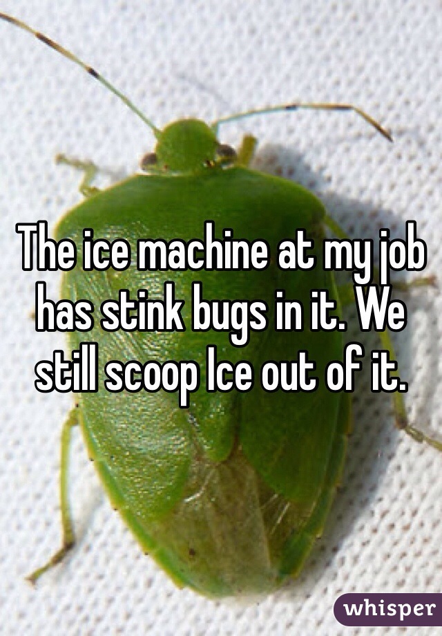 The ice machine at my job has stink bugs in it. We still scoop Ice out of it. 