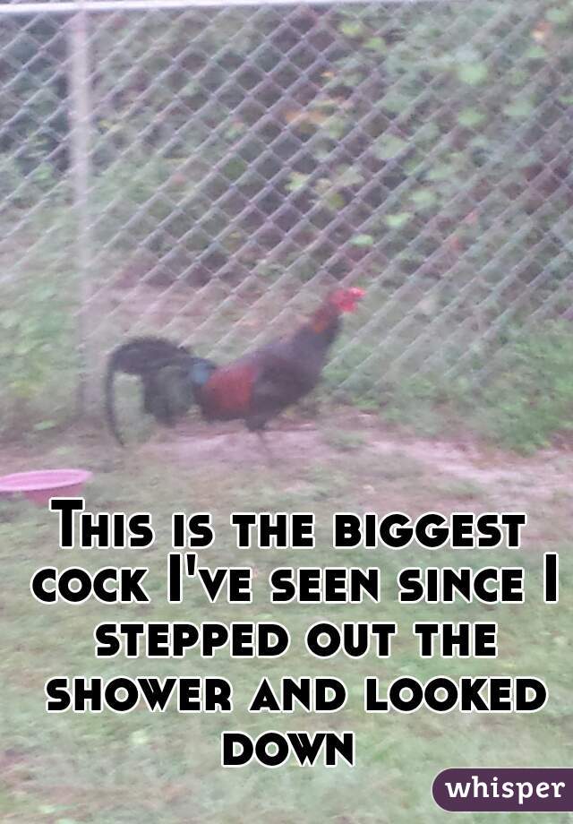 This is the biggest cock I've seen since I stepped out the shower and looked down 