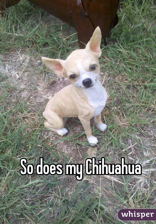 So does my Chihuahua    