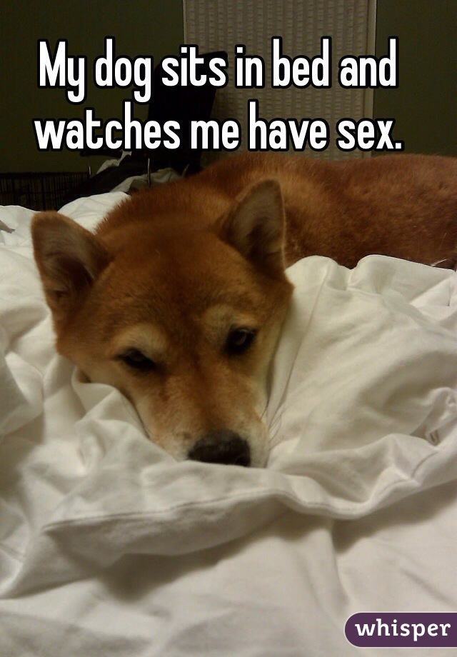 My dog sits in bed and watches me have sex. 