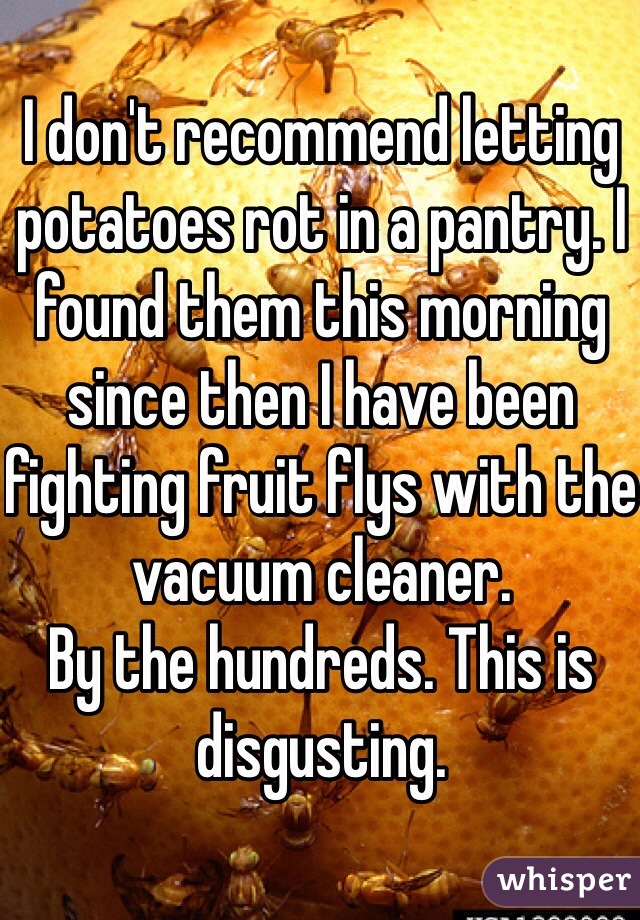I don't recommend letting potatoes rot in a pantry. I found them this morning since then I have been fighting fruit flys with the vacuum cleaner. 
By the hundreds. This is disgusting. 