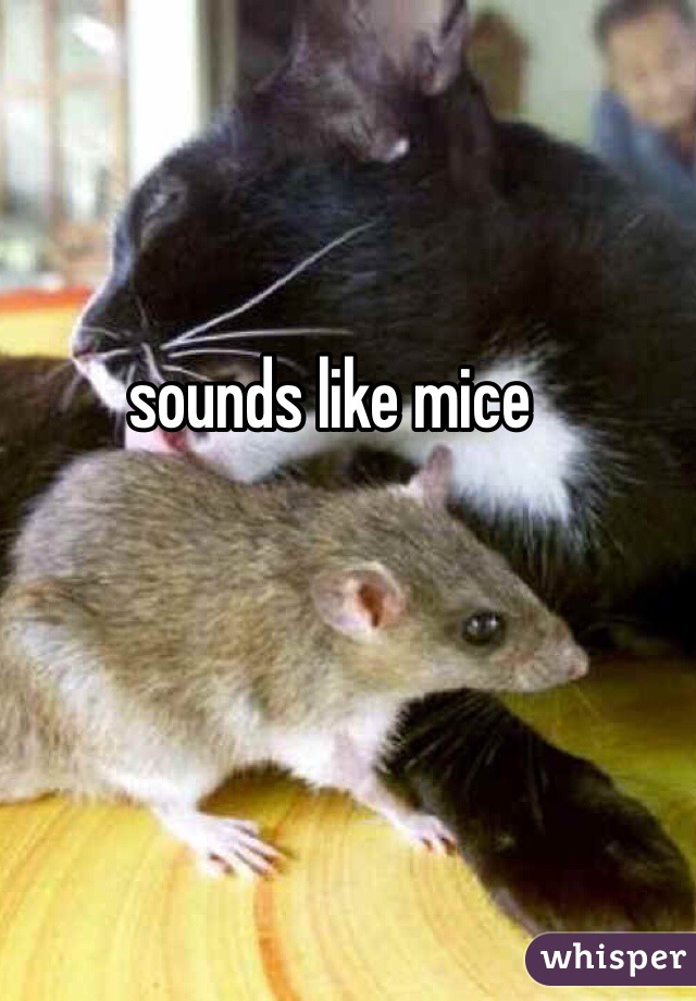 sounds like mice