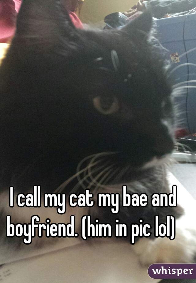 I call my cat my bae and boyfriend. (him in pic lol)  