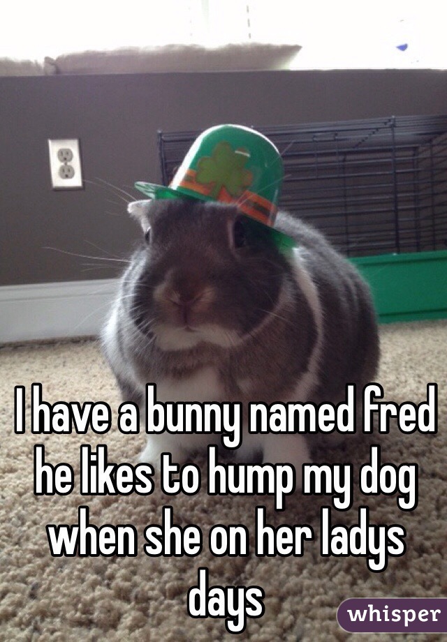 I have a bunny named fred he likes to hump my dog when she on her ladys days