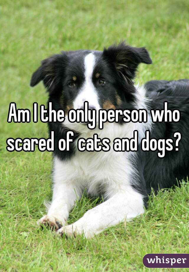 Am I the only person who scared of cats and dogs? 