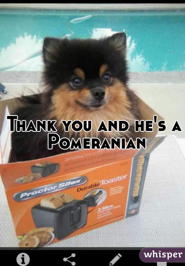 Thank you and he's a Pomeranian
