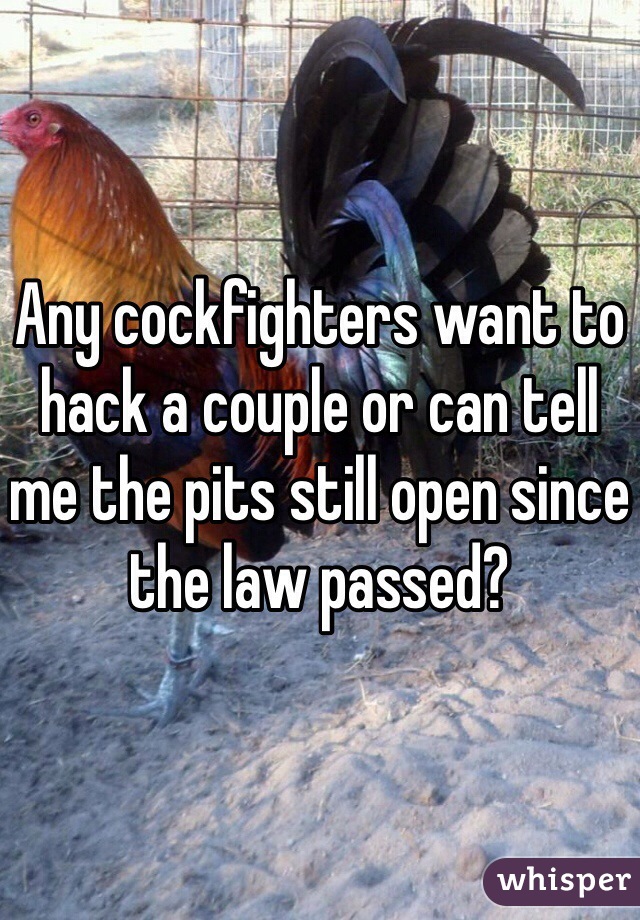 Any cockfighters want to hack a couple or can tell me the pits still open since the law passed?