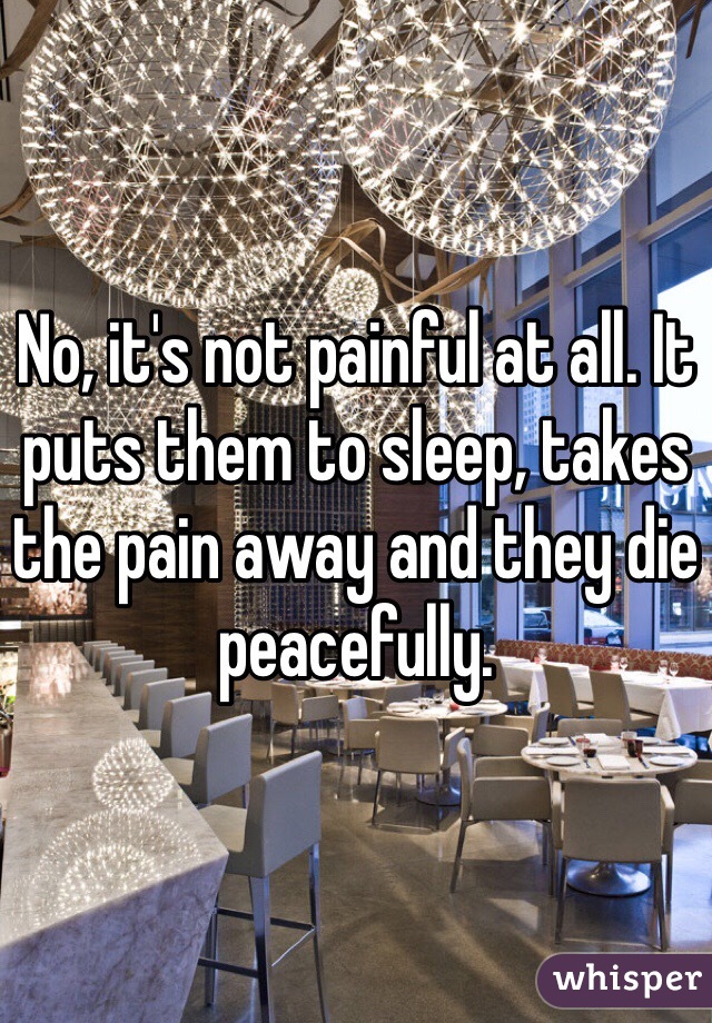 No, it's not painful at all. It puts them to sleep, takes the pain away and they die peacefully. 