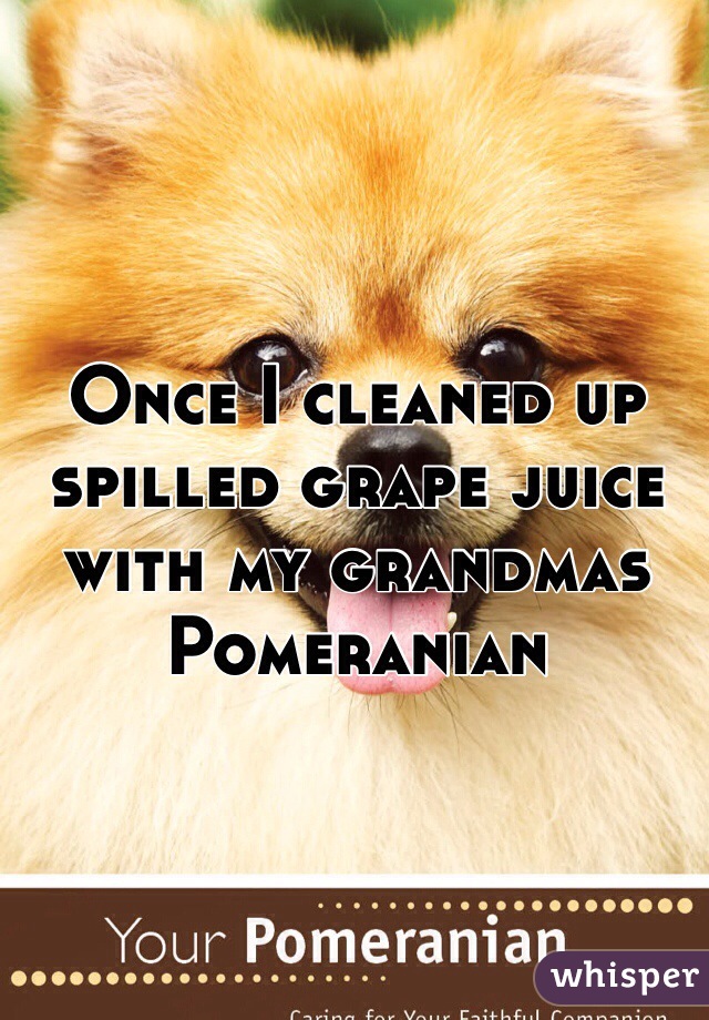 Once I cleaned up spilled grape juice with my grandmas Pomeranian
