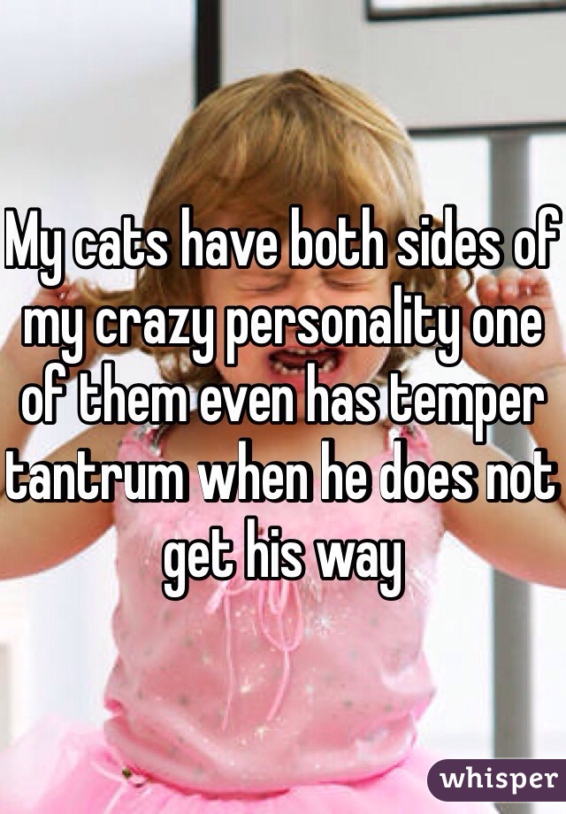 My cats have both sides of my crazy personality one of them even has temper tantrum when he does not get his way