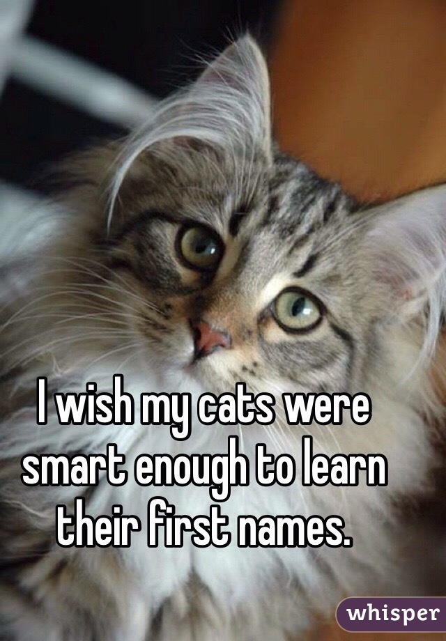 I wish my cats were smart enough to learn their first names. 