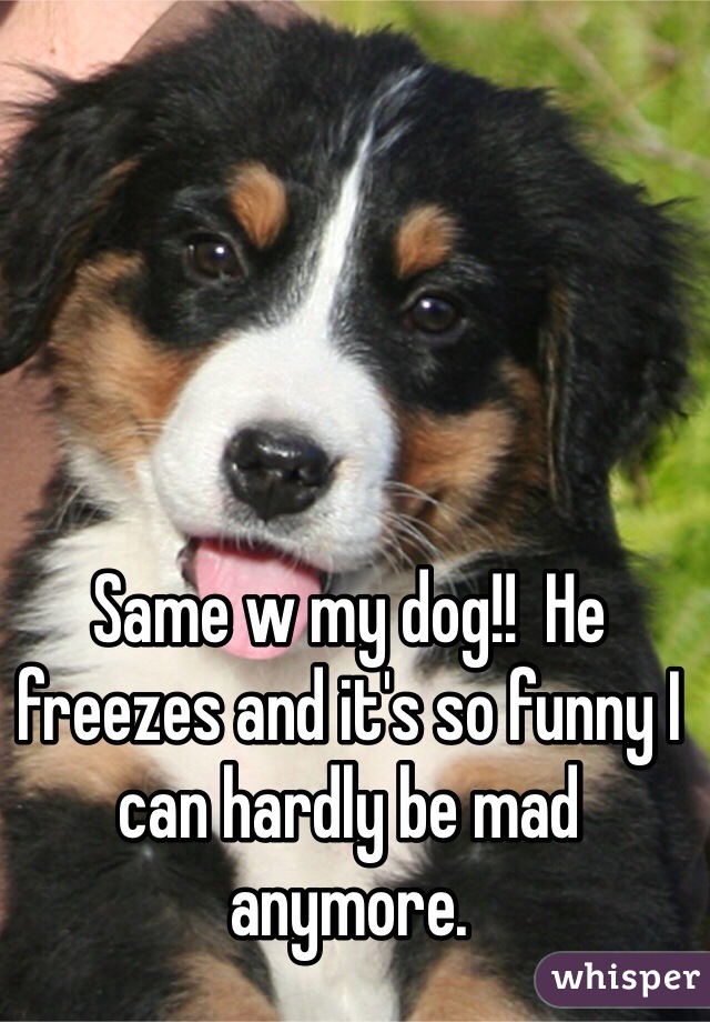 Same w my dog!!  He freezes and it's so funny I can hardly be mad anymore.