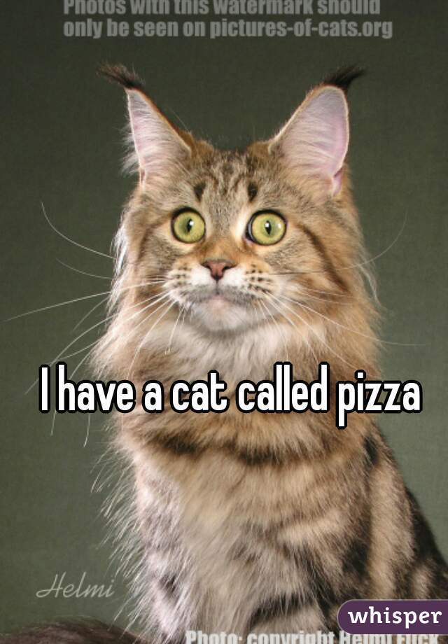 I have a cat called pizza