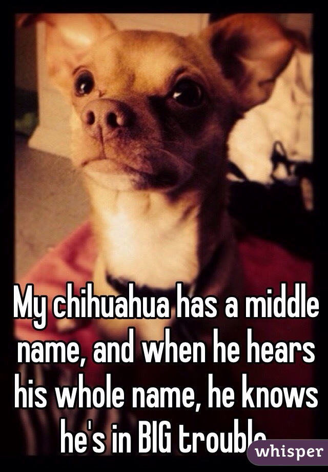 My chihuahua has a middle name, and when he hears his whole name, he knows he's in BIG trouble. 