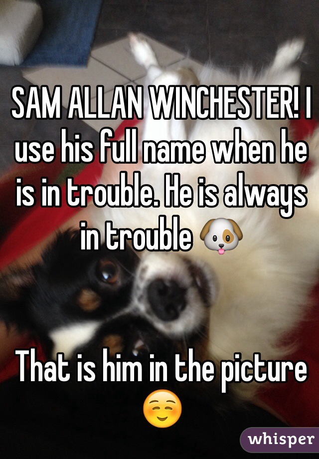 SAM ALLAN WINCHESTER! I use his full name when he is in trouble. He is always in trouble 🐶


That is him in the picture ☺️