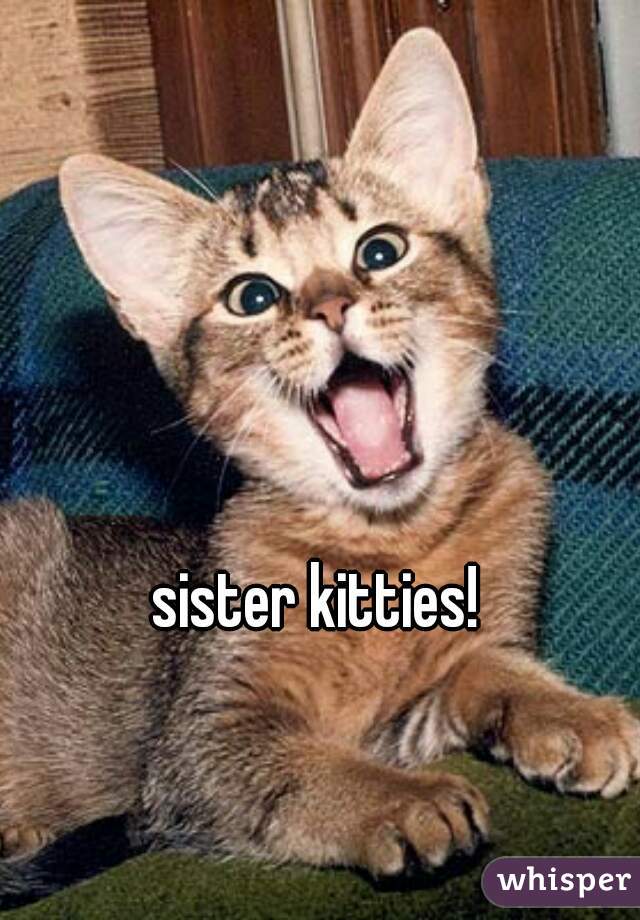 sister kitties! 