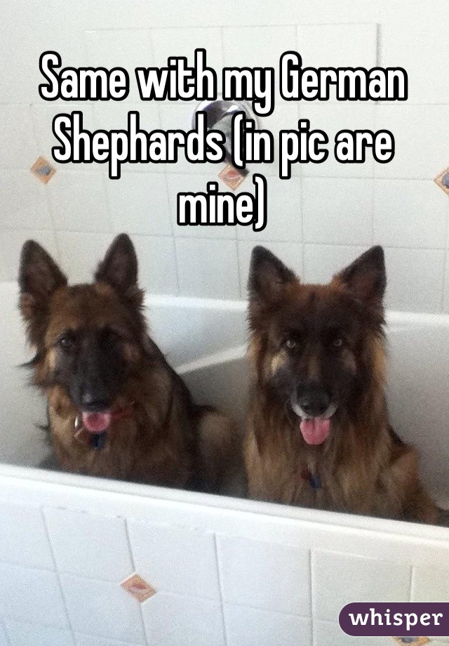 Same with my German Shephards (in pic are mine)