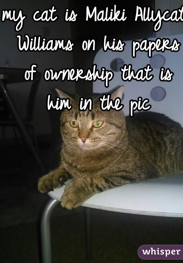 my cat is Maliki Allycat Williams on his papers of ownership that is him in the pic