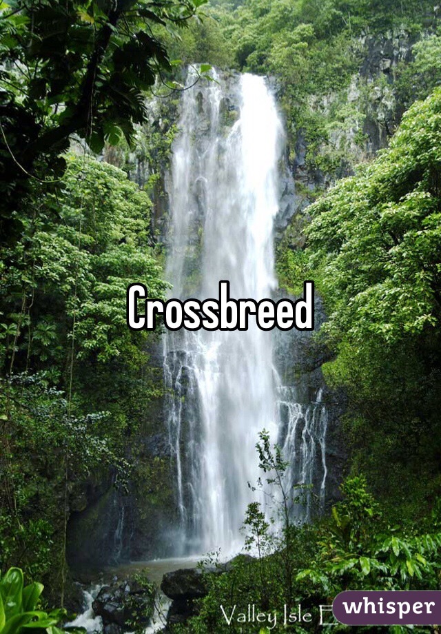 Crossbreed 