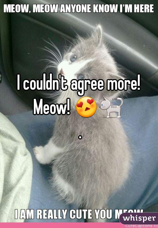 I couldn't agree more! Meow! 😍🐈  .