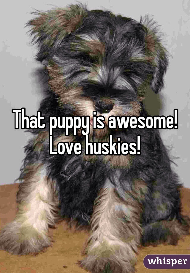 That puppy is awesome! Love huskies!