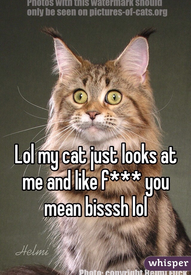 Lol my cat just looks at me and like f*** you mean bisssh lol