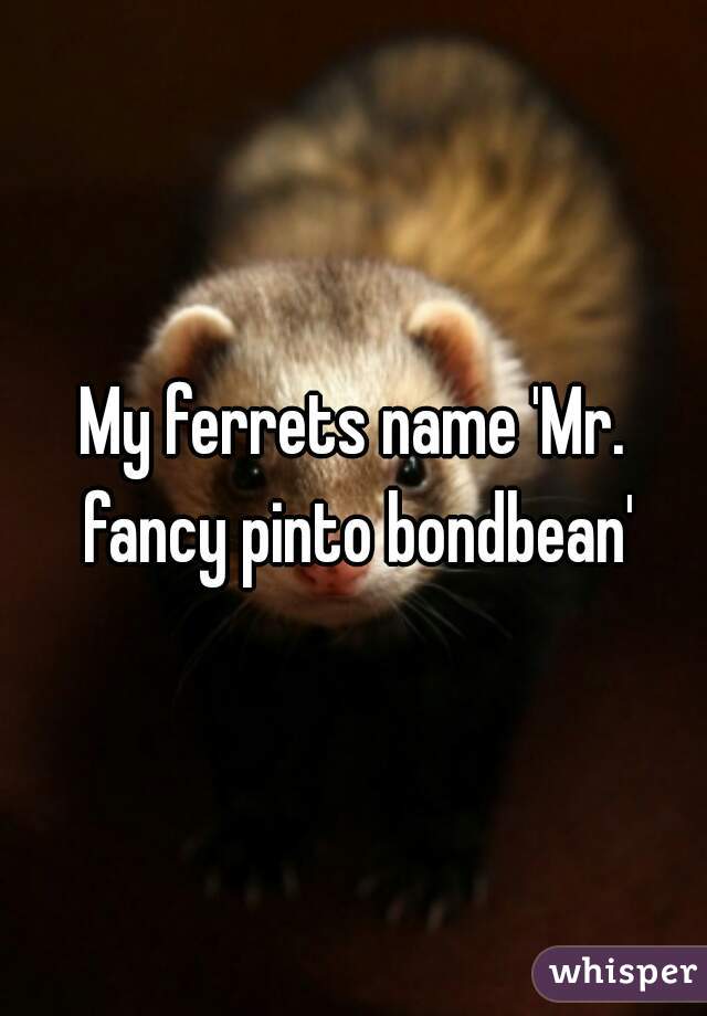 My ferrets name 'Mr. fancy pinto bondbean'