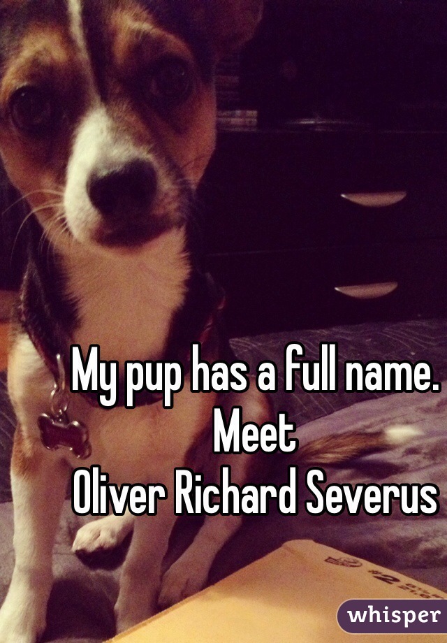 My pup has a full name.
Meet 
Oliver Richard Severus