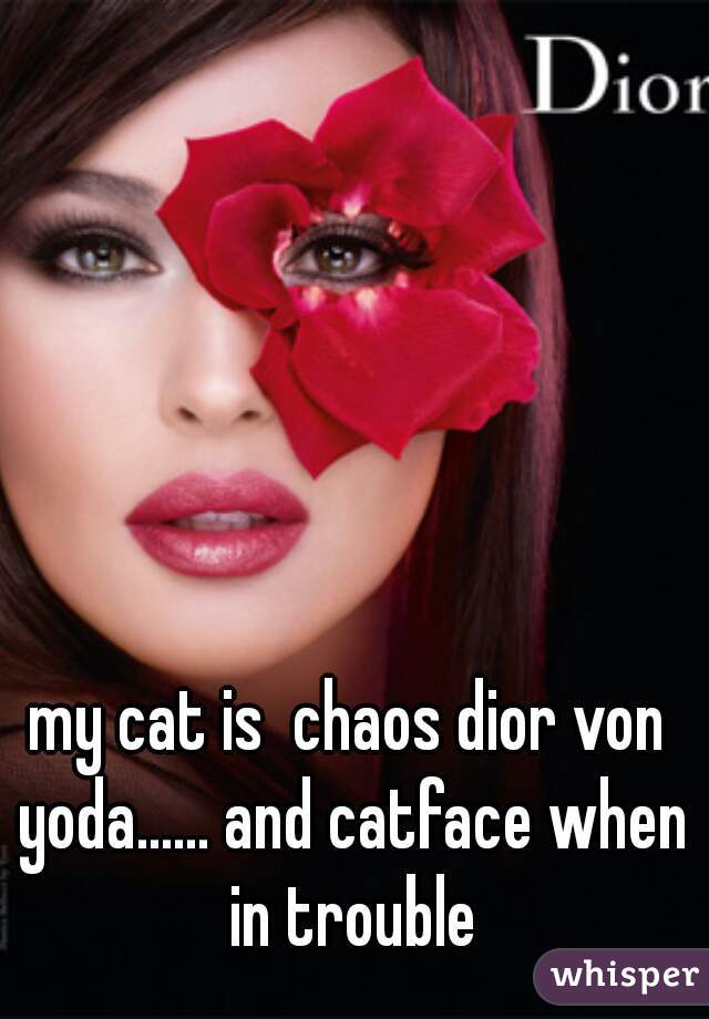 my cat is  chaos dior von yoda...... and catface when in trouble