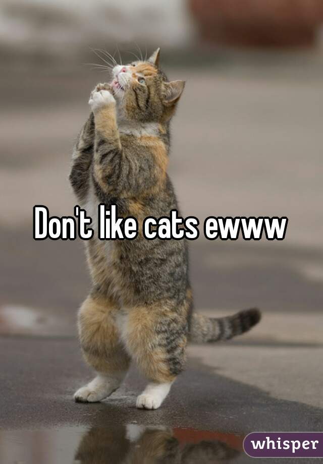 Don't like cats ewww