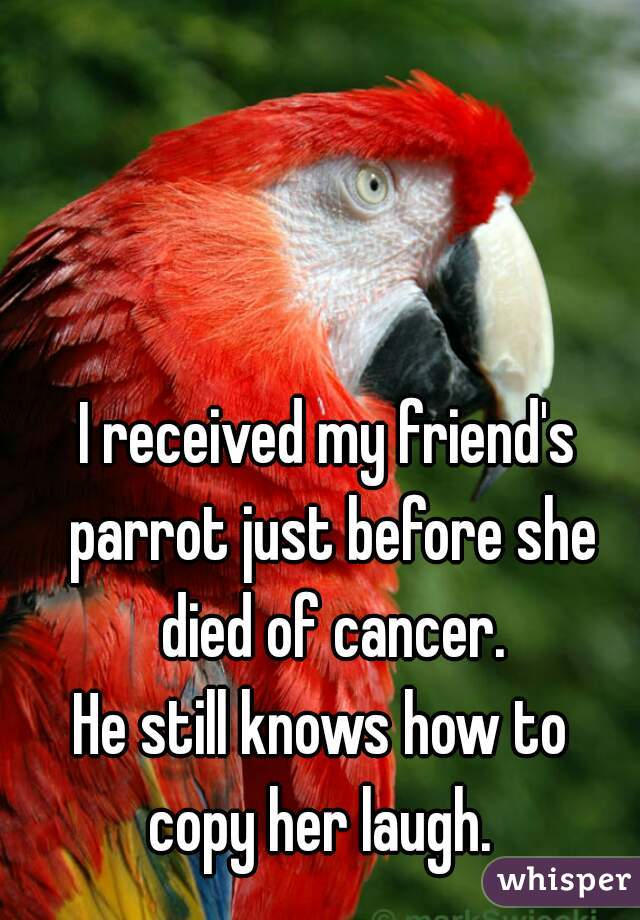 I received my friend's parrot just before she
 died of cancer.
He still knows how to 
copy her laugh. 