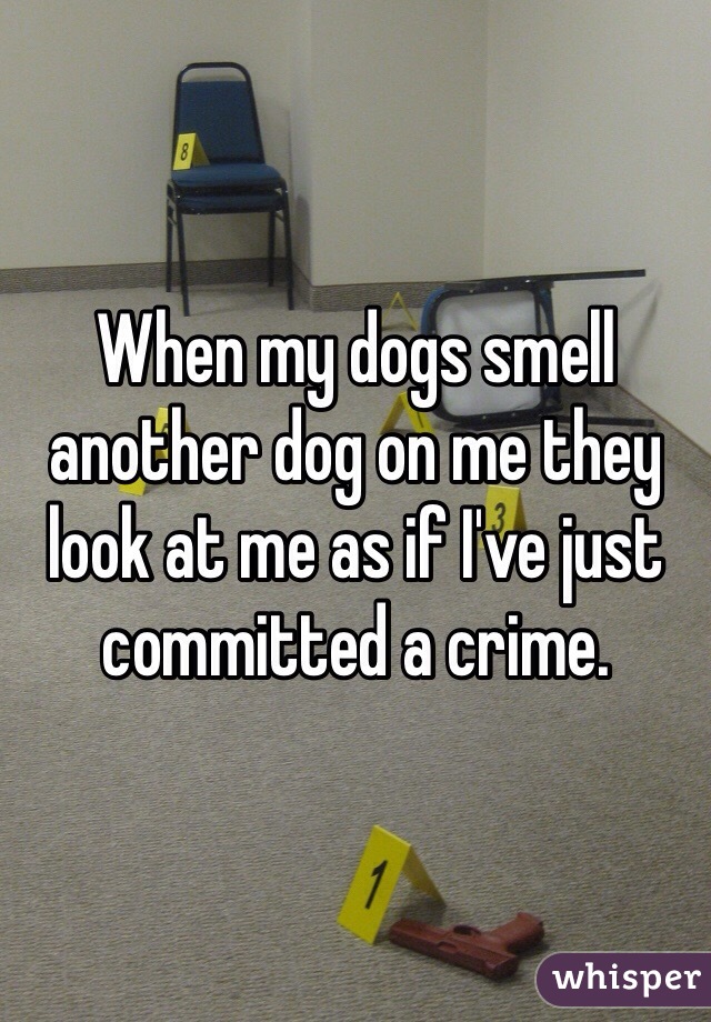 When my dogs smell another dog on me they look at me as if I've just committed a crime. 