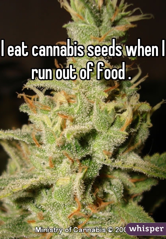 I eat cannabis seeds when I run out of food . 