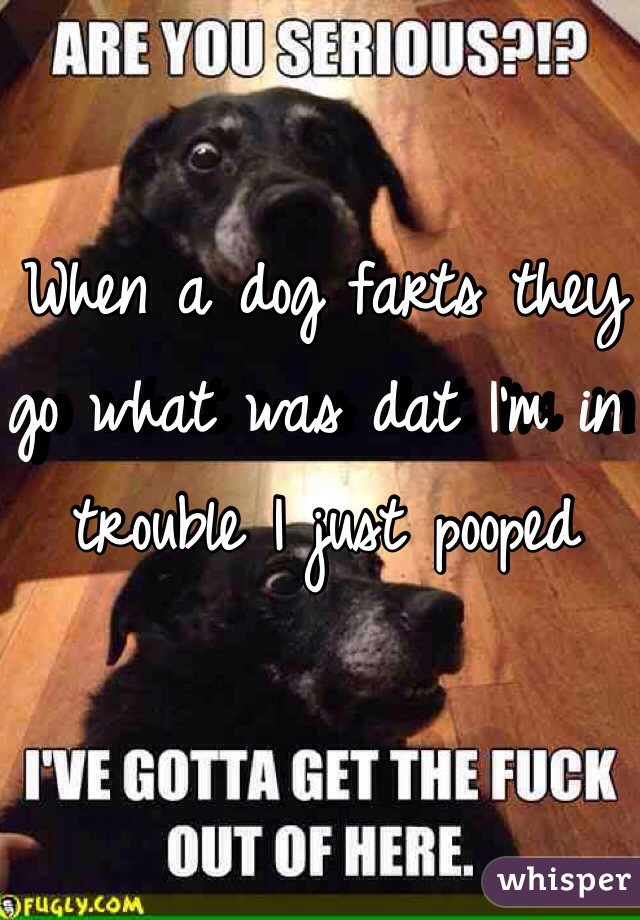 When a dog farts they go what was dat I'm in trouble I just pooped 