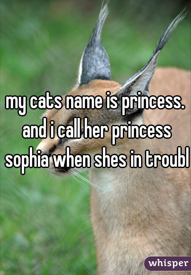 my cats name is princess. and i call her princess sophia when shes in trouble