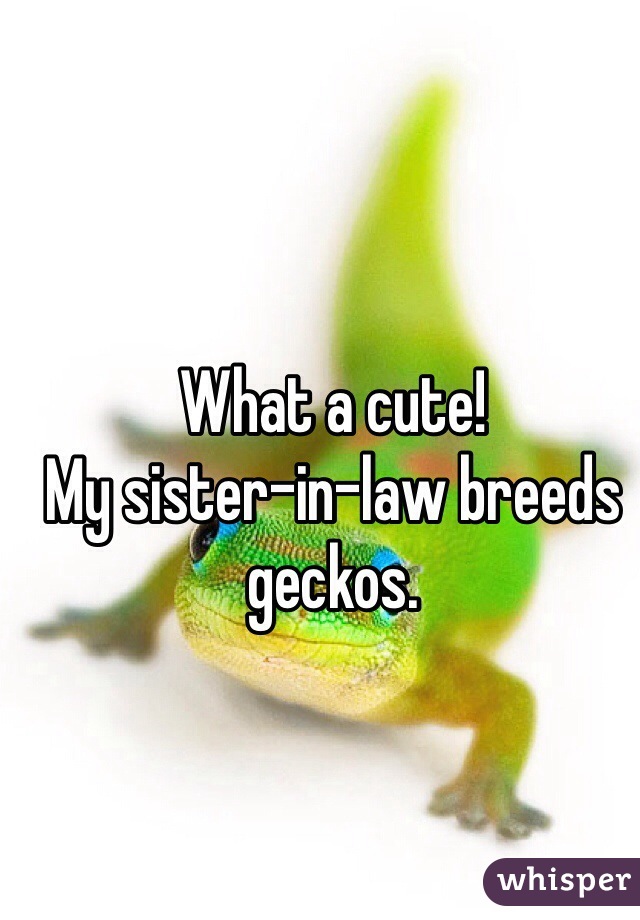 What a cute!
My sister-in-law breeds geckos.