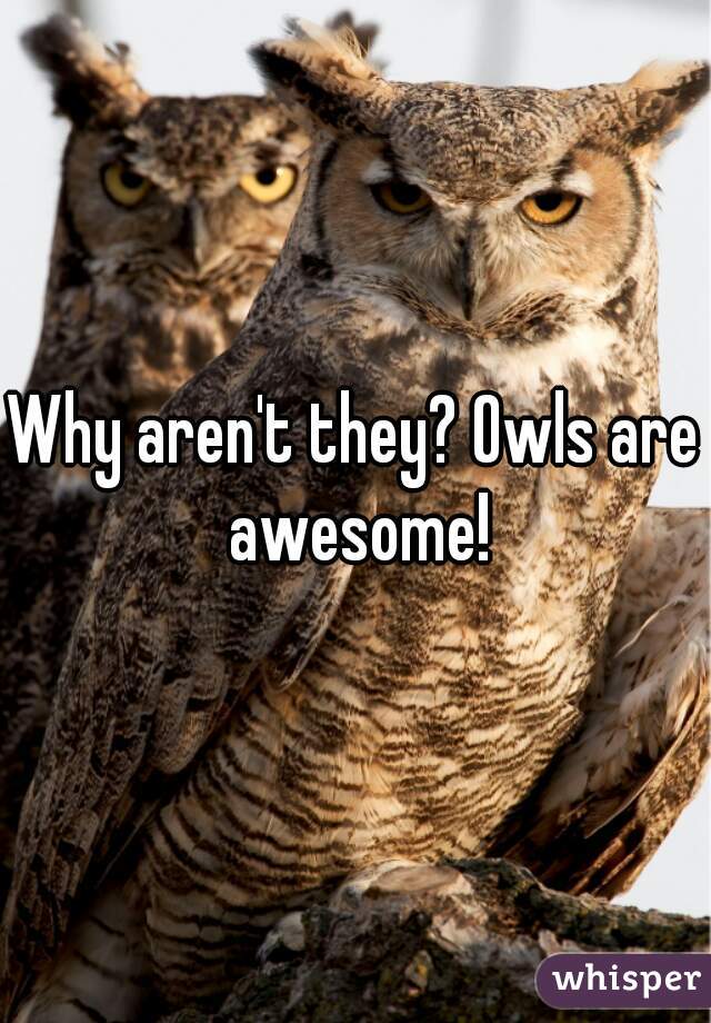 Why aren't they? Owls are awesome!