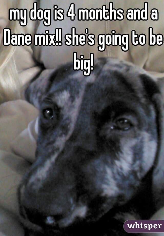  my dog is 4 months and a Dane mix!! she's going to be big!
