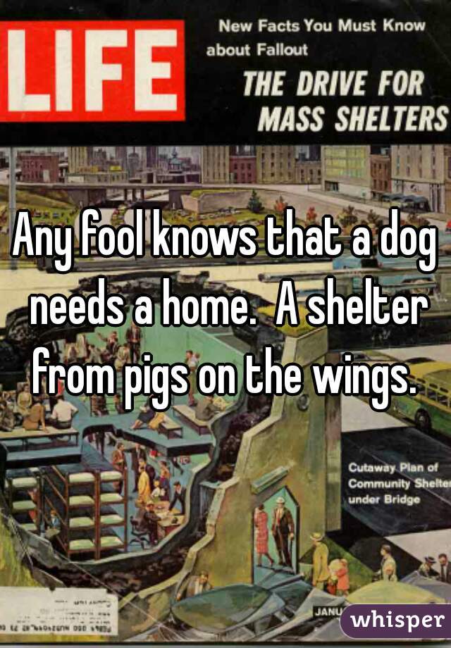 Any fool knows that a dog needs a home.  A shelter from pigs on the wings. 