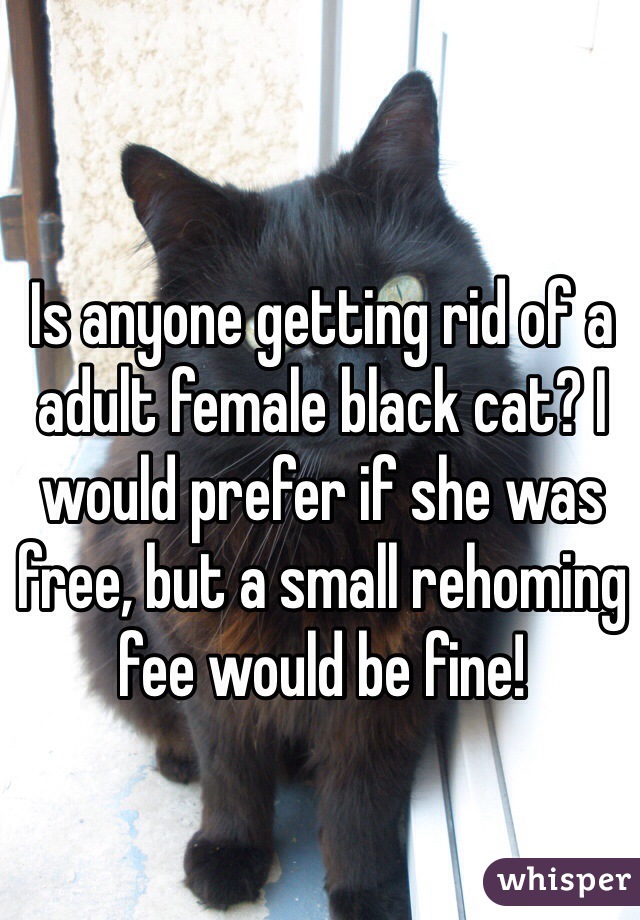 Is anyone getting rid of a adult female black cat? I would prefer if she was free, but a small rehoming fee would be fine! 