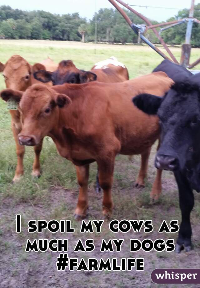 I spoil my cows as much as my dogs #farmlife
