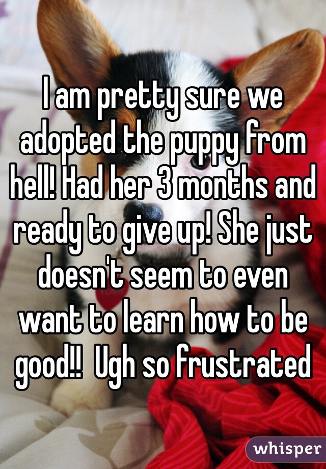 I am pretty sure we adopted the puppy from hell! Had her 3 months and ready to give up! She just doesn't seem to even want to learn how to be good!!  Ugh so frustrated 