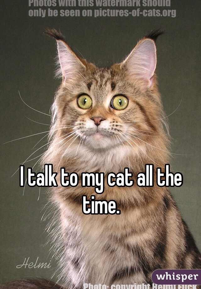 I talk to my cat all the time.