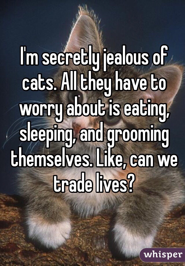 I'm secretly jealous of cats. All they have to worry about is eating, sleeping, and grooming themselves. Like, can we trade lives?