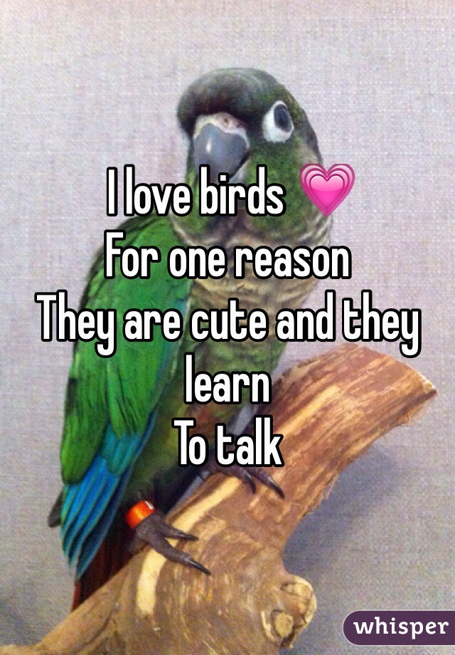  I love birds 💗
For one reason
They are cute and they learn
To talk