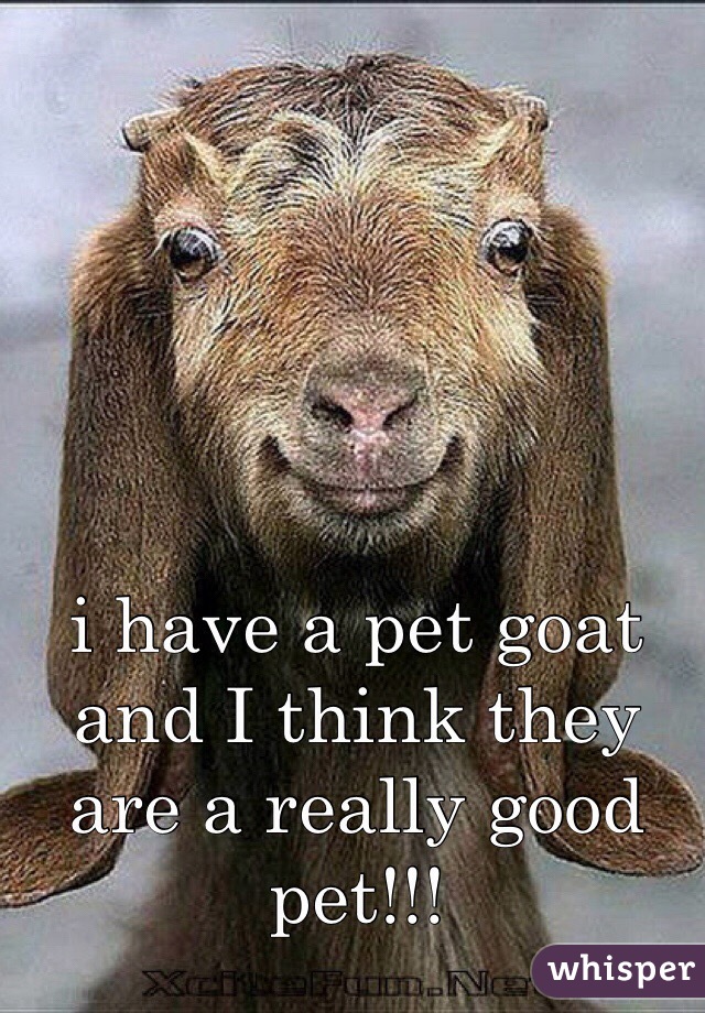 i have a pet goat and I think they are a really good pet!!! 