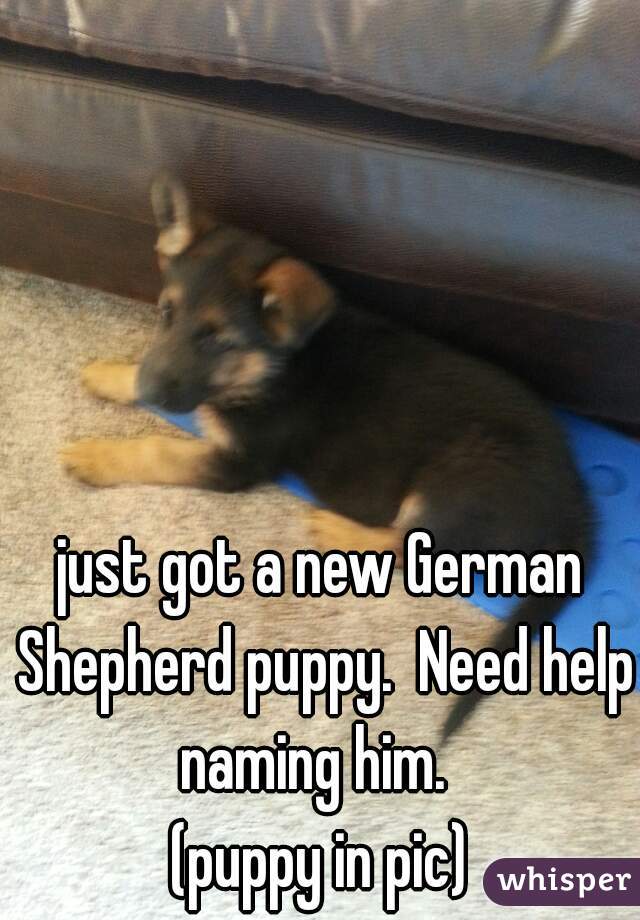 just got a new German Shepherd puppy.  Need help naming him.  
(puppy in pic)